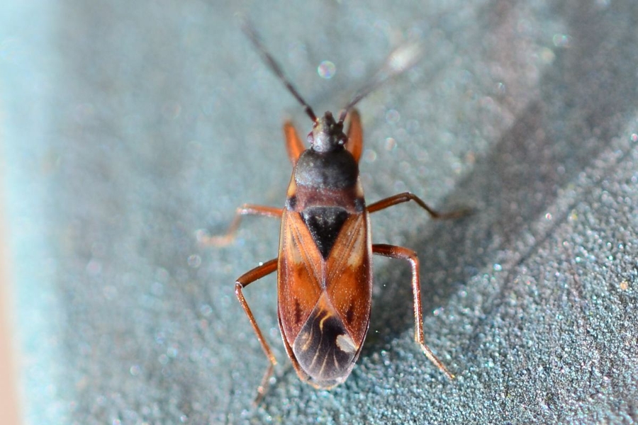 Eremocoris abietis