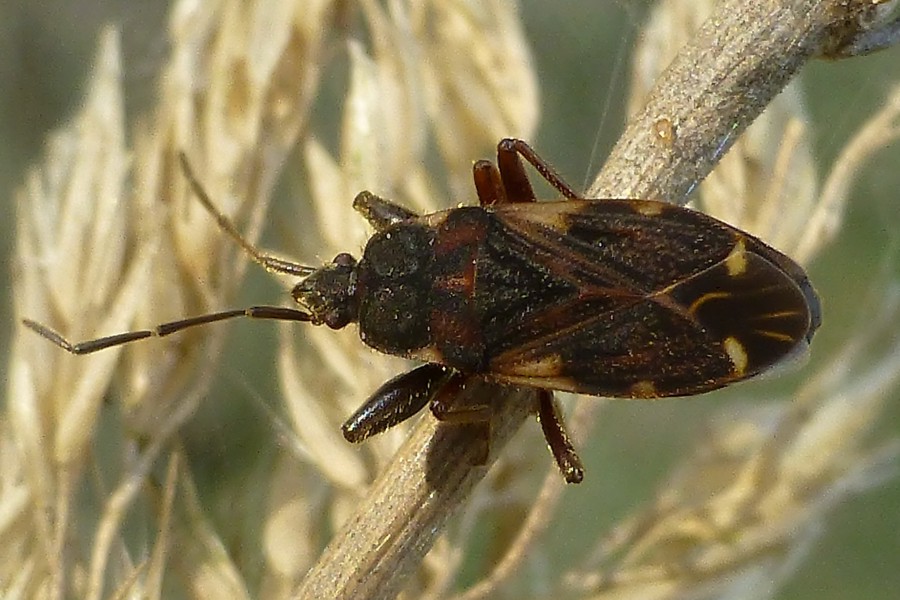 Eremocoris podagricus