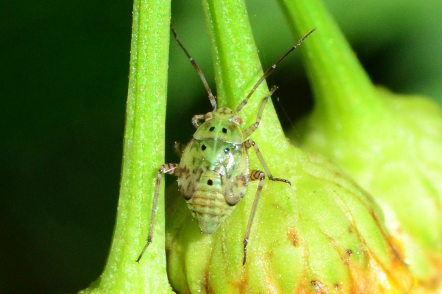 Gemeine Wiesenwanze