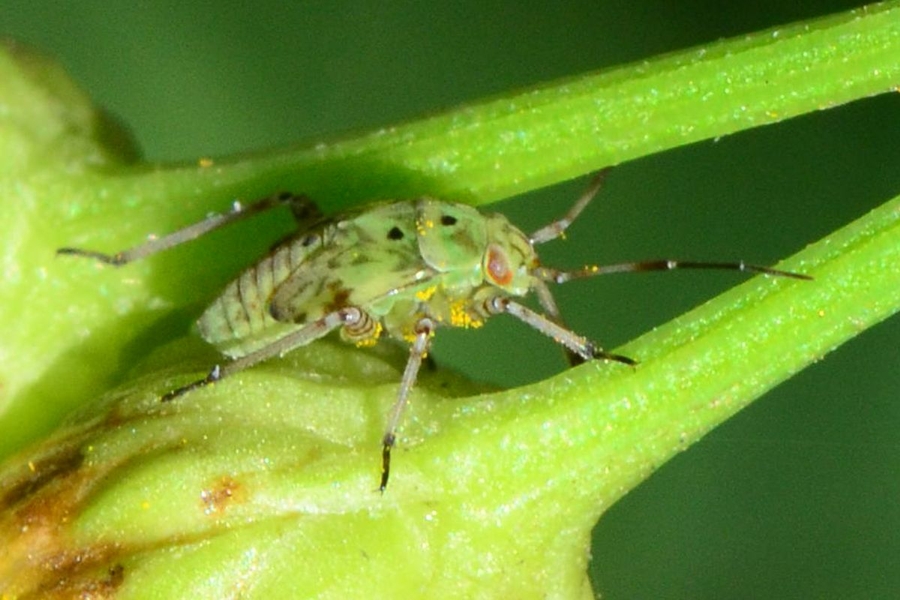 Gemeine Wiesenwanze