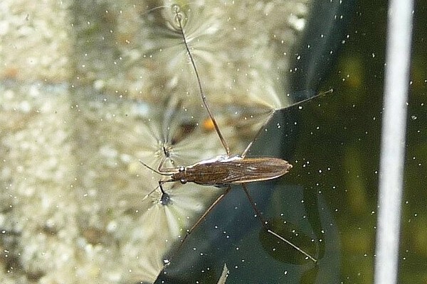 Gerris gibbifer