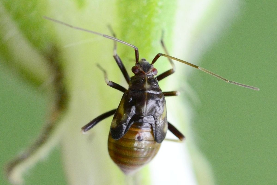 Grypocoris sexguttatus