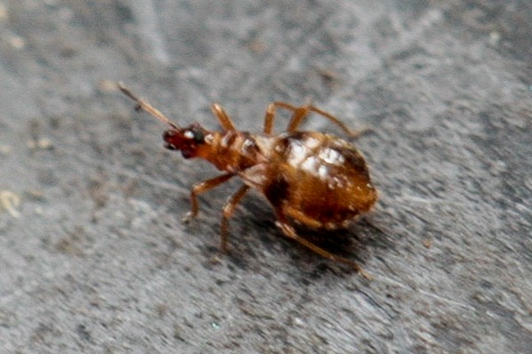 Loricula bipunctata