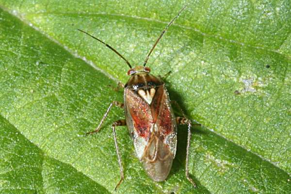 Lygus rugulipennis