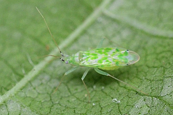 Malacocoris chlorizans