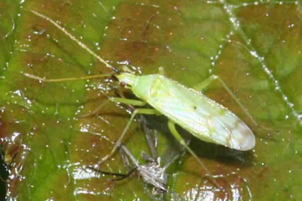 Macrolophus pygmaeus