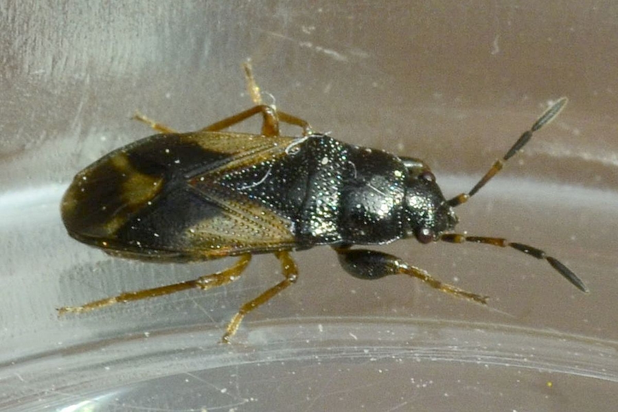 Megalonotus praetextatus