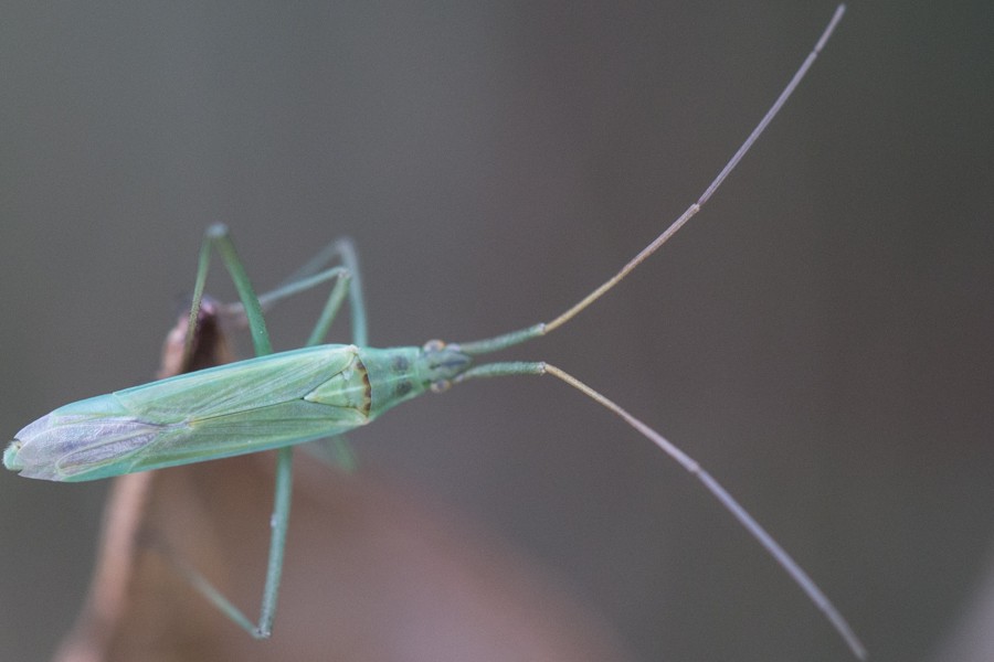 Megaloceroea recticornis