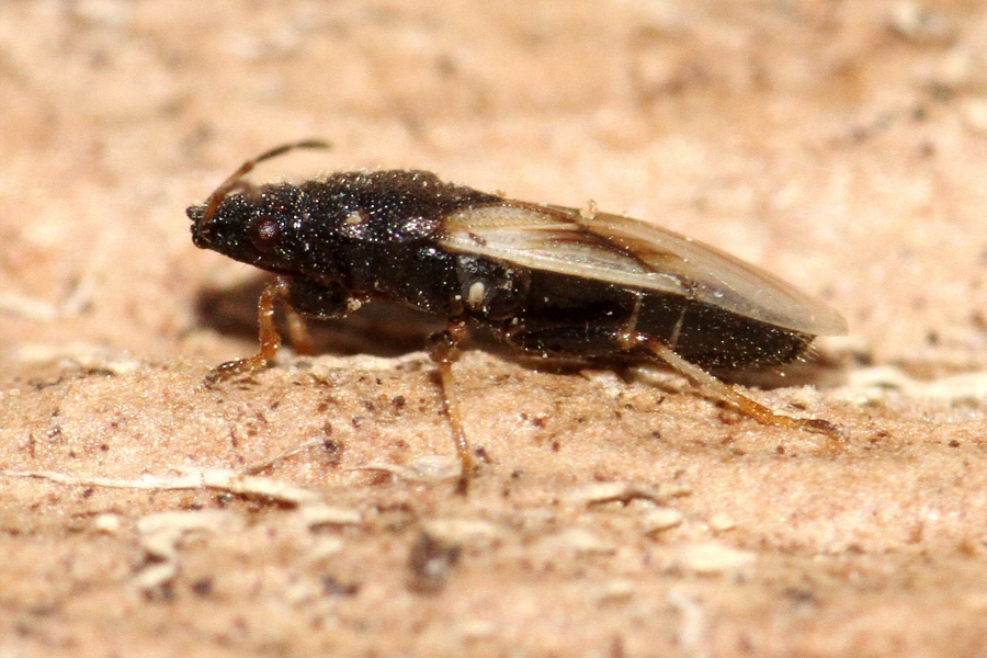 Metopoplax ditomoides