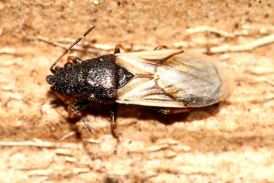 Metopoplax ditomoides