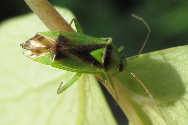 Neolygus viridis