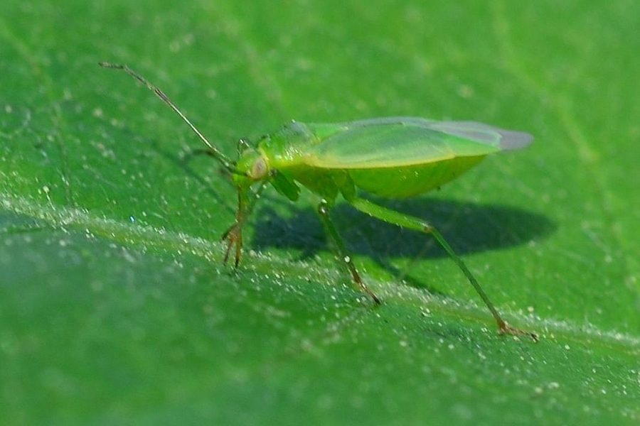 Nordische Apfelwanze