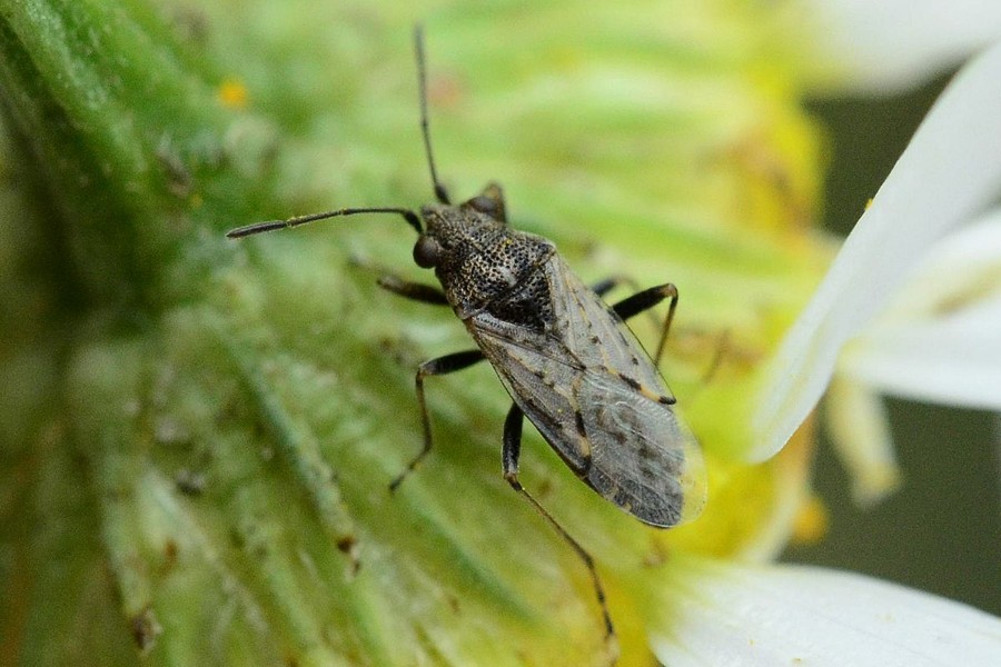 Nysius ericae