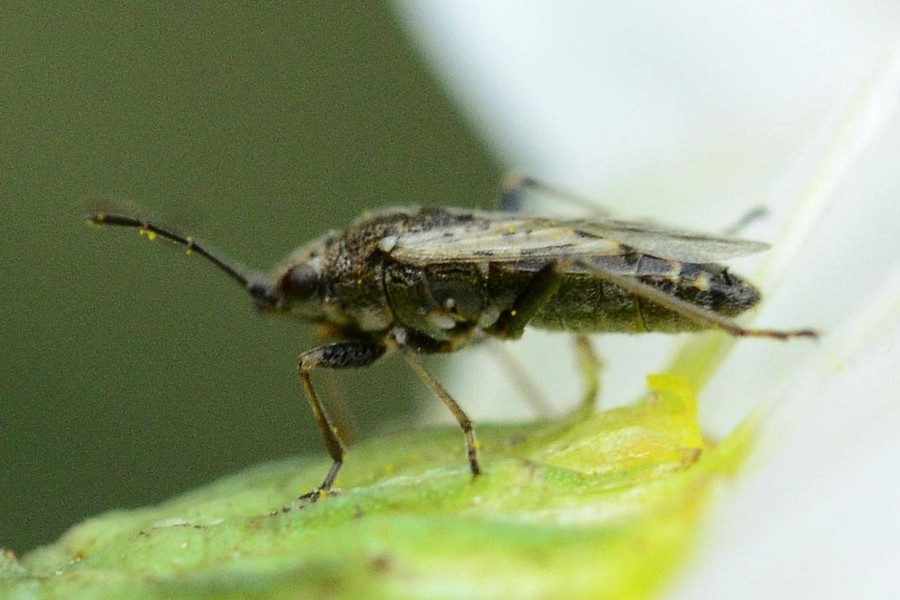 Nysius ericae