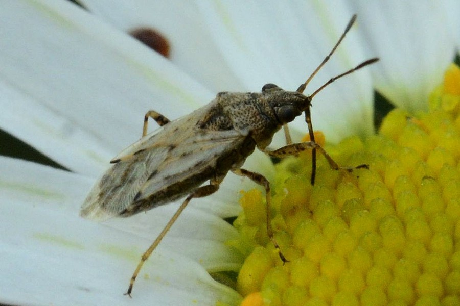 Nysius ericae