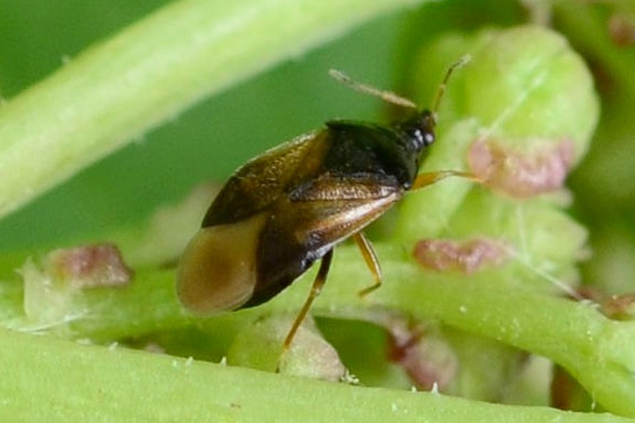 Orius majusculus