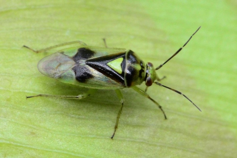 Orthops campestris