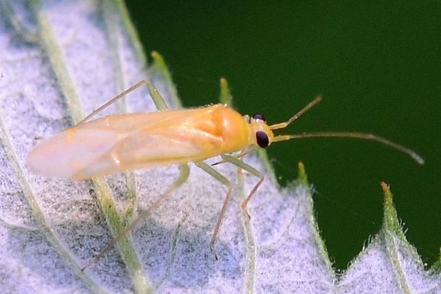 Orthotylus tenellus