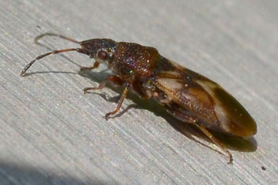 Oxycarenus modestus