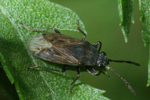 Peritrechus geniculatus