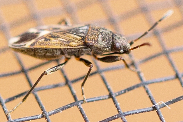 Peritrechus lundii