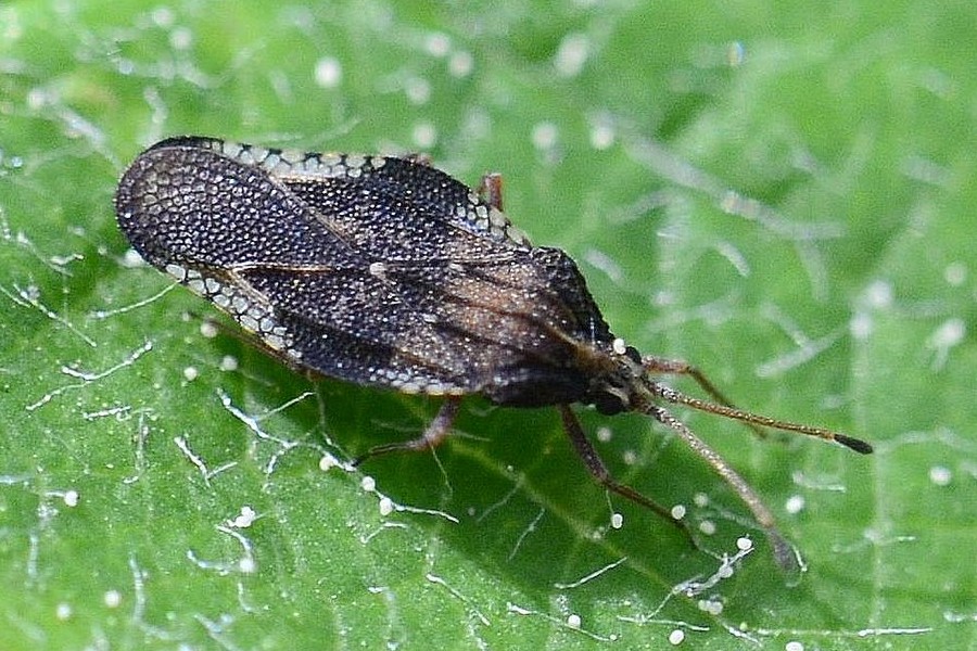 Physatocheila smreczynskii