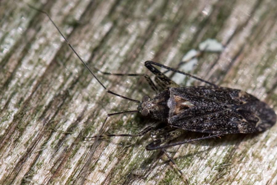 Phytocoris populi