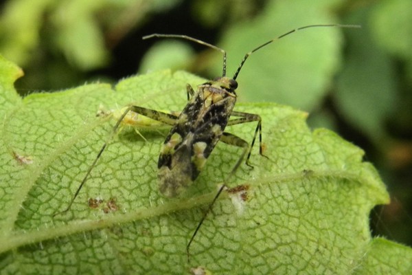 Phytocoris tiliae