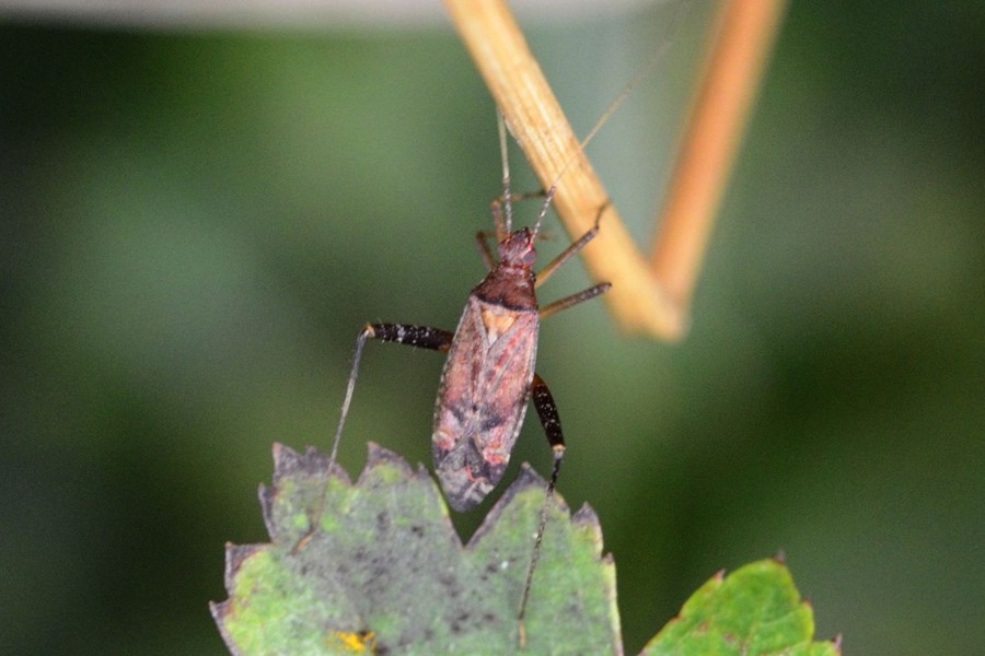 Phytocoris ulmi