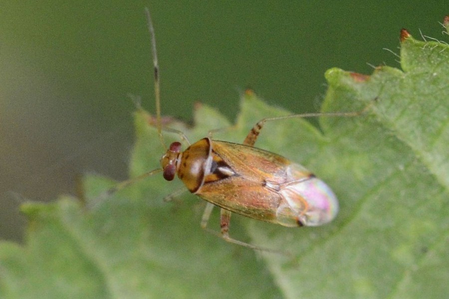 Pinalitus cervinus