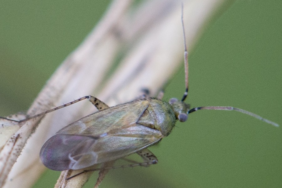 Plagiognathus chrysanthemi