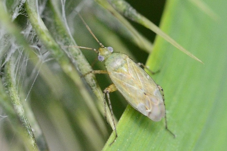 Plagiognathus chrysanthemi