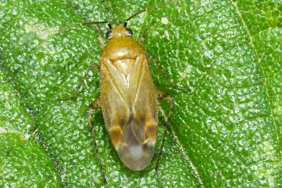 Plagiognathus fulvipennis