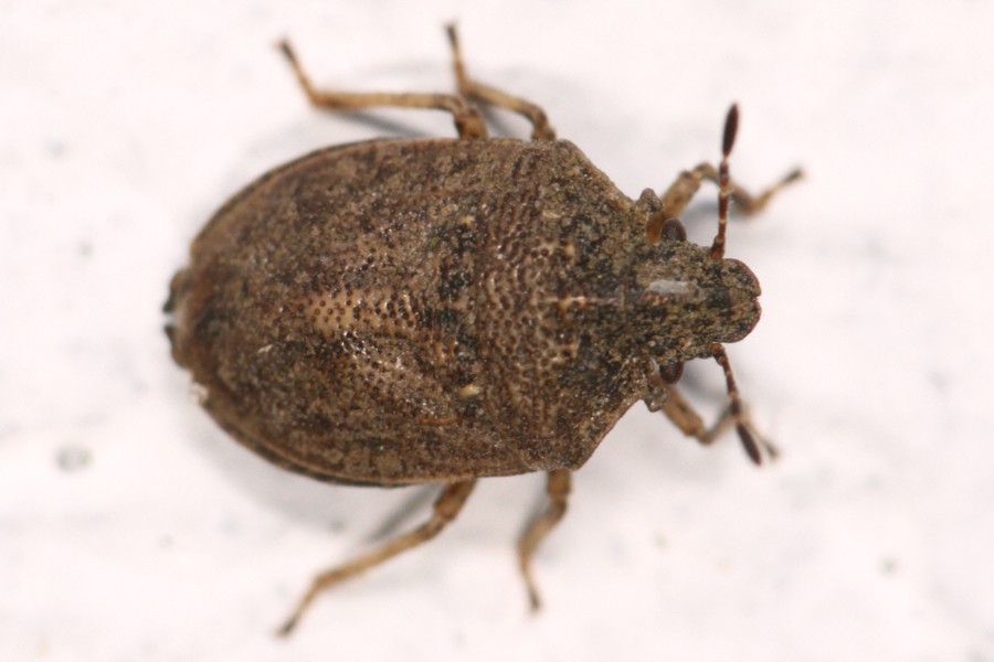 Podops inunctus