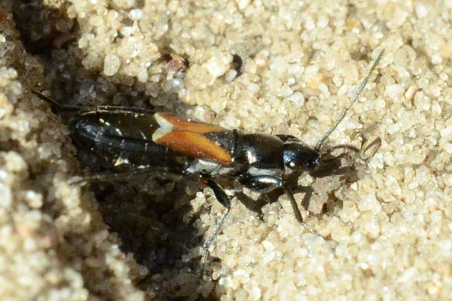 Insektenbox Pterotmetus staphyliniformis (Bild 1)