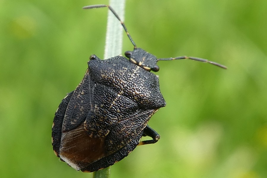 Rhacognathus punctatus