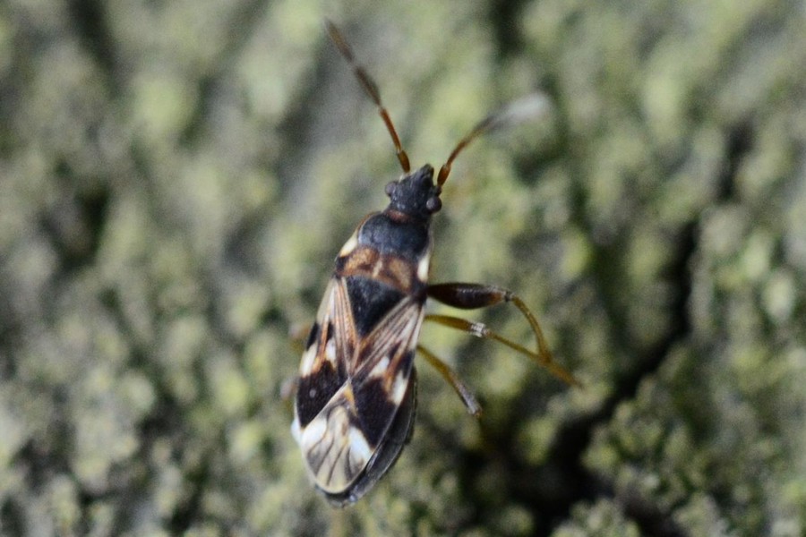 Scolopostethus decoratus