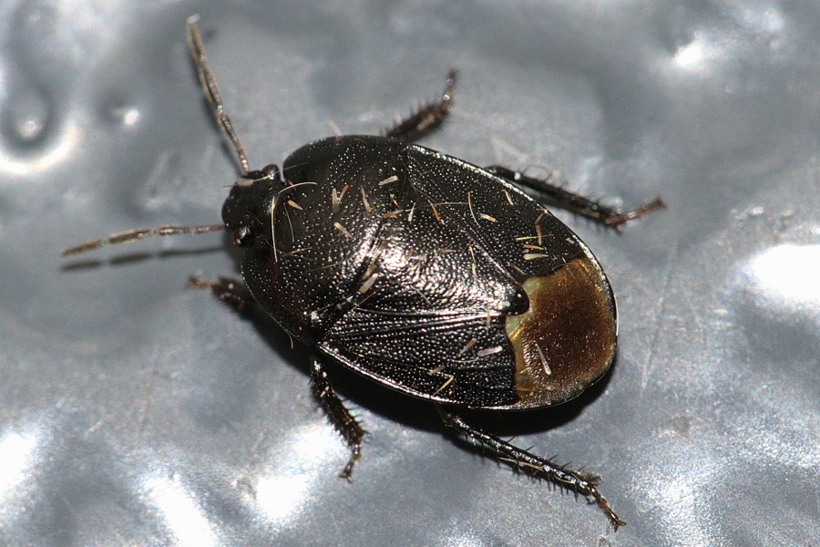 Sehirus luctuosus