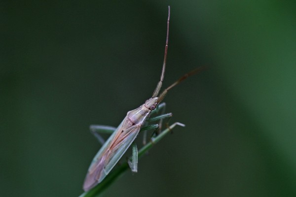 Stenodema laevigata