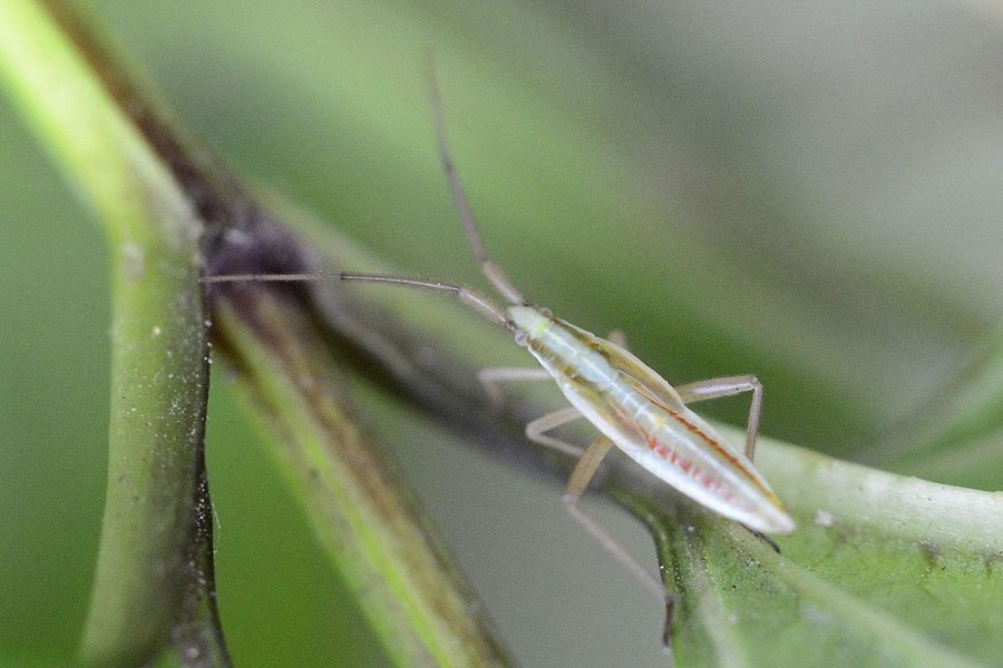 Stenodema laevigata