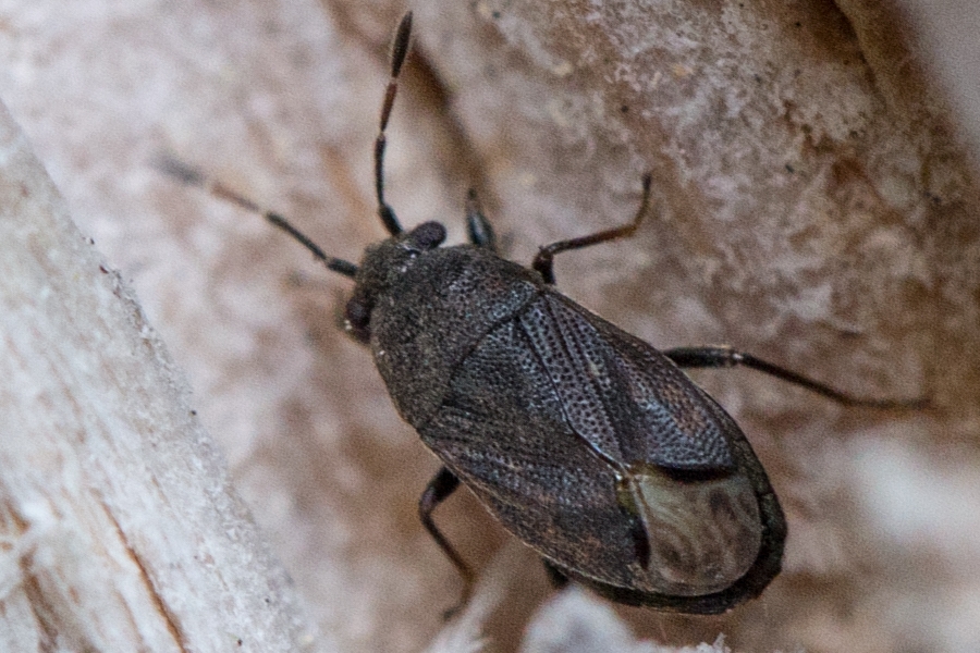 Stygnocoris fuligineus