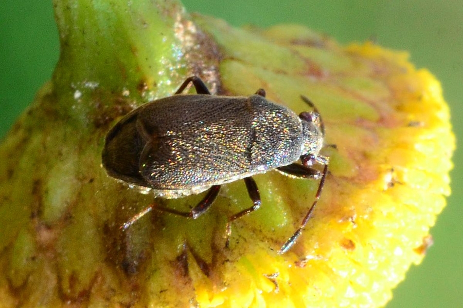 Stygnocoris rusticus