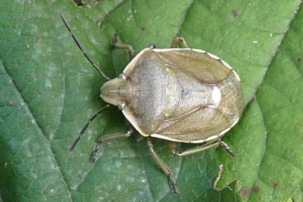 Chlorochroa pinicola