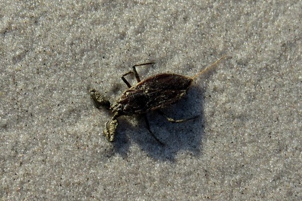 Wasserskorpion