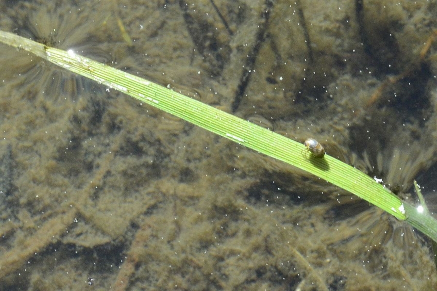 Wasserzwerg