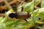 Adelphocoris vandalicus