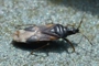 Anthocoris amplicollis