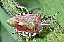 Dolycoris baccarum