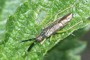 Heterotoma planicornis