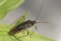 Closterotomus trivialis